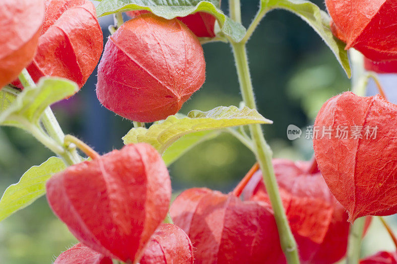 花灯百合(Physalis alkekengi)